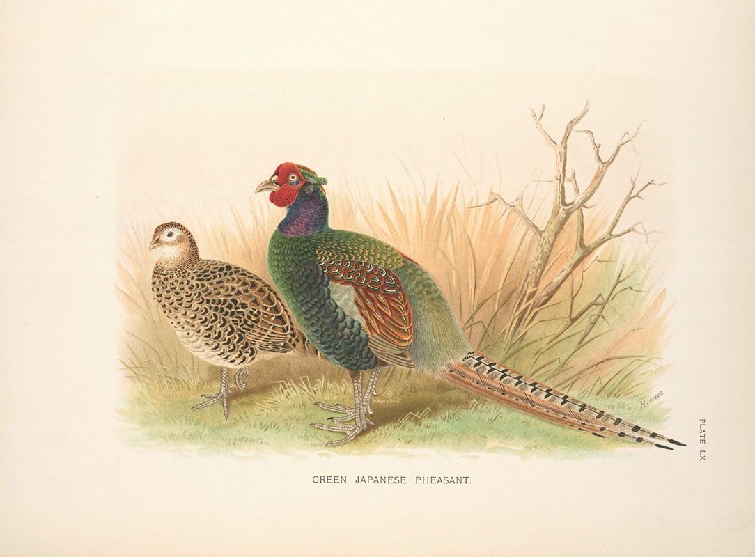 Green Japanese Pheasant (Phasianus versicolor). by Henry Jones, 1918-1922 — digital art print download