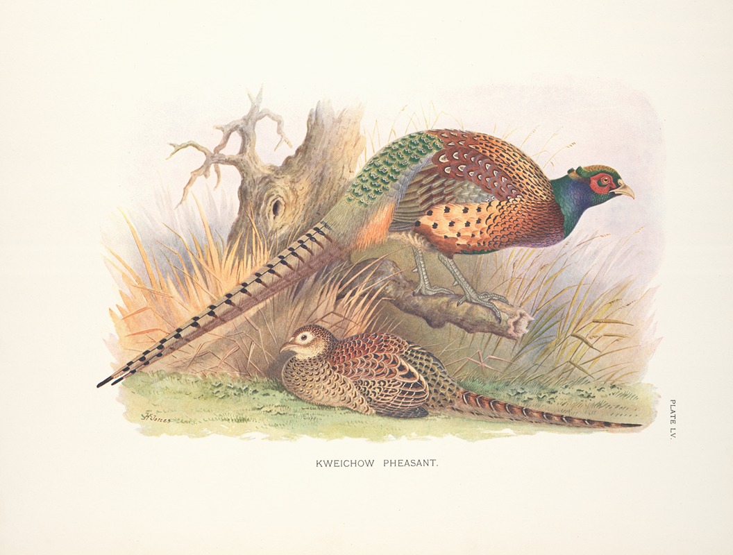Kweichow Pheasant (Phasianus colchicus decollatus). by Henry Jones, 1918-1922 — digital art print download