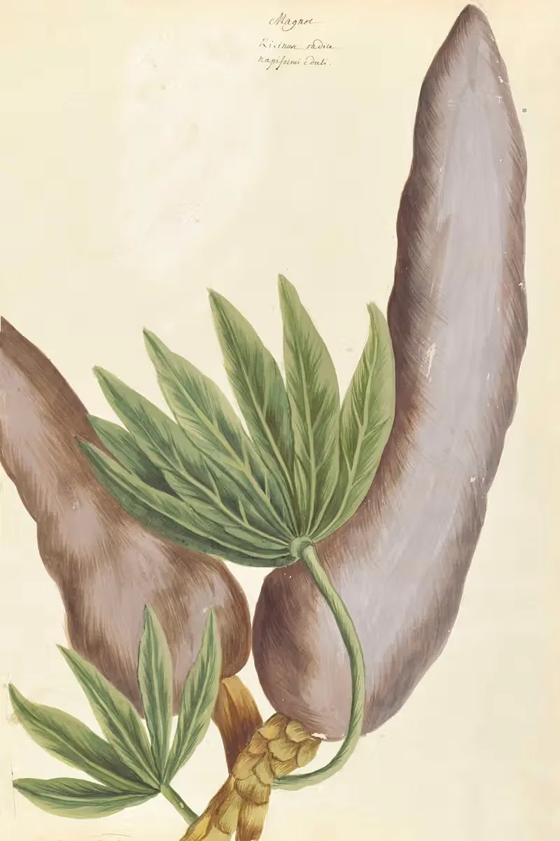 Plantes etrang par Aubriet Pl.010 — Claude Aubriet