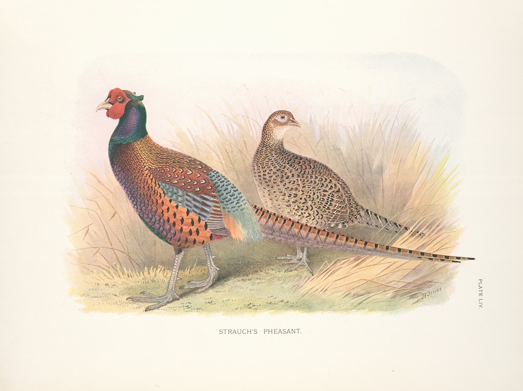 Strauch's Pheasant (Phasianus colchicus strauchi). by Henry Jones, 1918-1922 — digital art print download