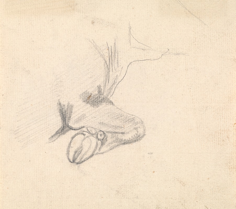 Study of a Cow's Hoof by Сорей Гилпин — digital art print download