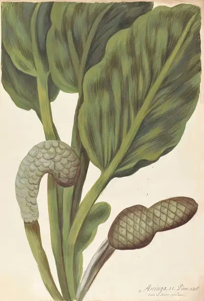 Plantes etrang par Aubriet Pl.012 by Claude Aubriet, 1722 — digital art print download