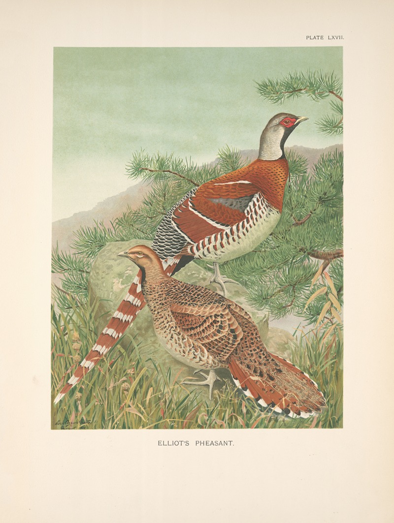 Elliot's Pheasant (Syrmaticus ellioti). by Луис Агаcсиз Фуэртес, 1918-1922 — digital art print download