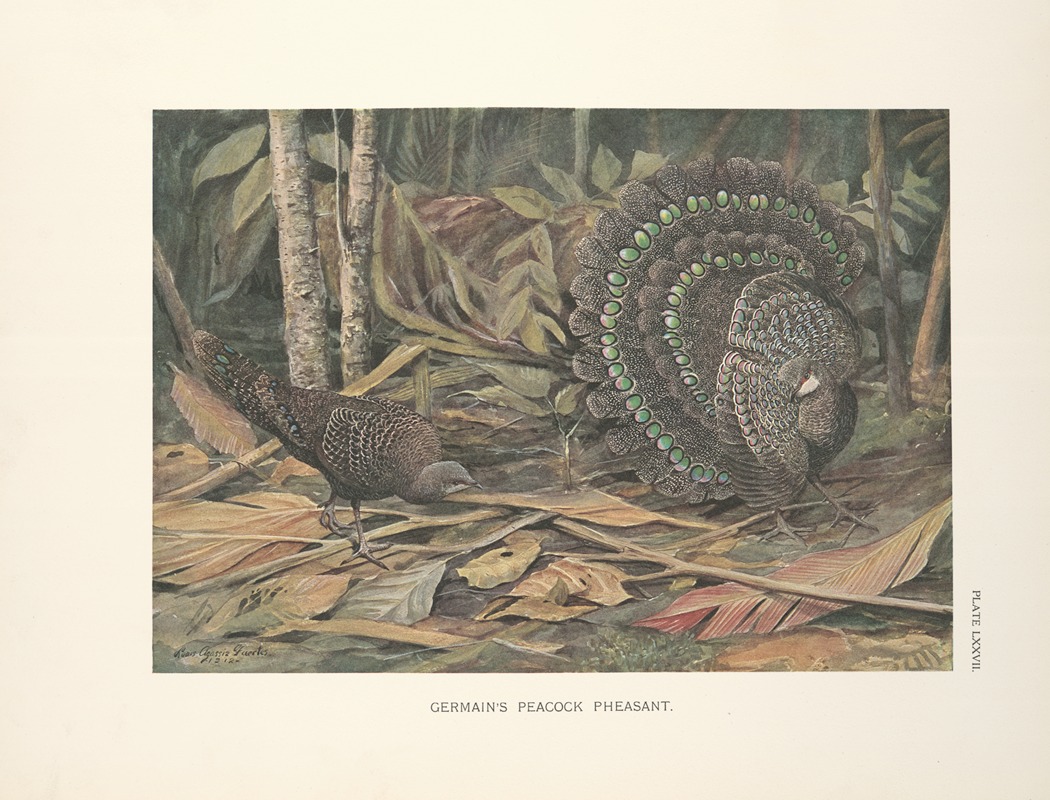 Germain's Peacock Pheasant (Polyplectron bicalcaratum germaini). by Луис Агаcсиз Фуэртес, 1918-1922 — digital art print…