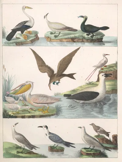 Natural History (Galerya obrazowa zwiérząt czyli Historya naturalna) Pl.14 by Anton Benedikt Reichenbach, 1839 — digital…