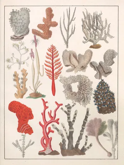 Natural History (Galerya obrazowa zwiérząt czyli Historya naturalna) Pl.16 by Anton Benedikt Reichenbach, 1839 — digital…