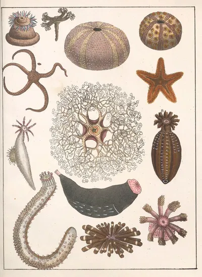 Natural History (Galerya obrazowa zwiérząt czyli Historya naturalna) Pl.32 by Anton Benedikt Reichenbach, 1839 — digital…