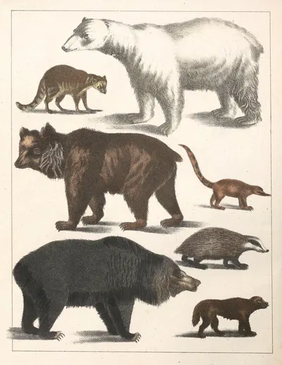 Natural History (Galerya obrazowa zwiérząt czyli Historya naturalna) Pl.41 by Anton Benedikt Reichenbach, 1839 — digital…