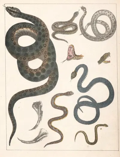 Natural History (Galerya obrazowa zwiérząt czyli Historya naturalna) Pl.43 by Anton Benedikt Reichenbach, 1839 — digital…