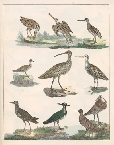 Natural History (Galerya obrazowa zwiérząt czyli Historya naturalna) Pl.46 by Anton Benedikt Reichenbach, 1839 — digital…