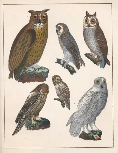 Natural History (Galerya obrazowa zwiérząt czyli Historya naturalna) Pl.54 by Anton Benedikt Reichenbach, 1839 — digital…