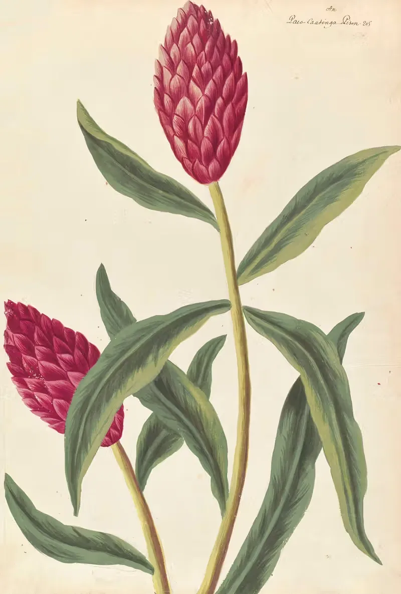 Plantes etrang par Aubriet Pl.021 — Claude Aubriet