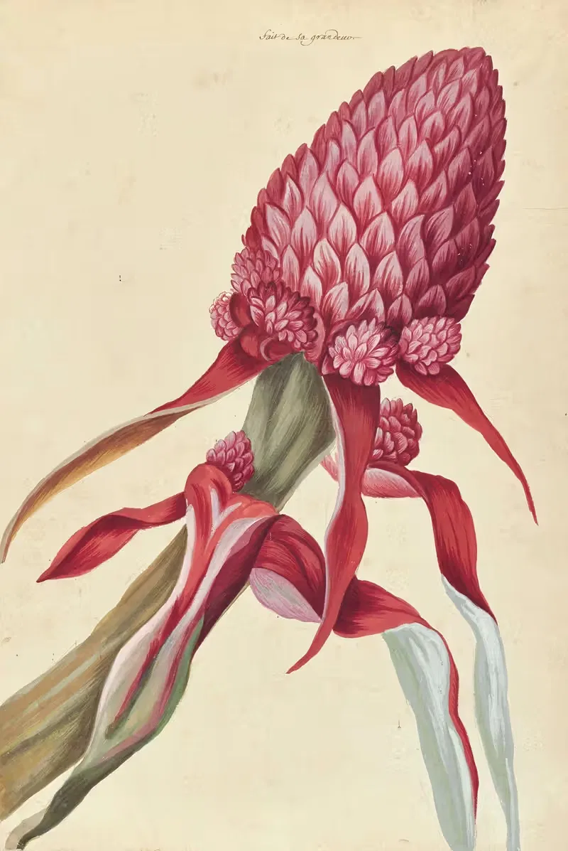 Plantes etrang par Aubriet Pl.024 — Claude Aubriet