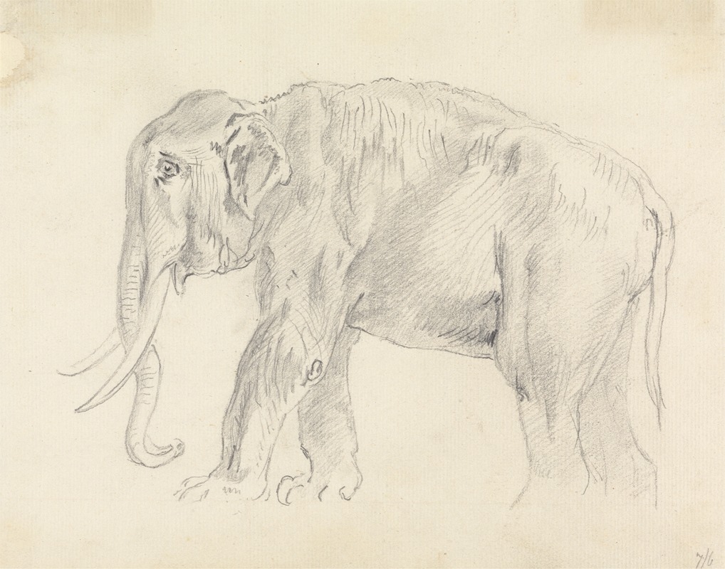 Study of an Elephant by Сорей Гилпин — digital art print download