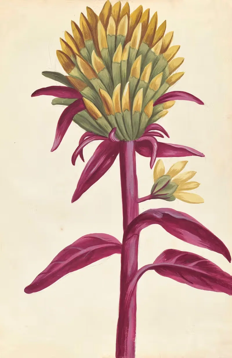 Plantes etrang par Aubriet Pl.025 — Claude Aubriet
