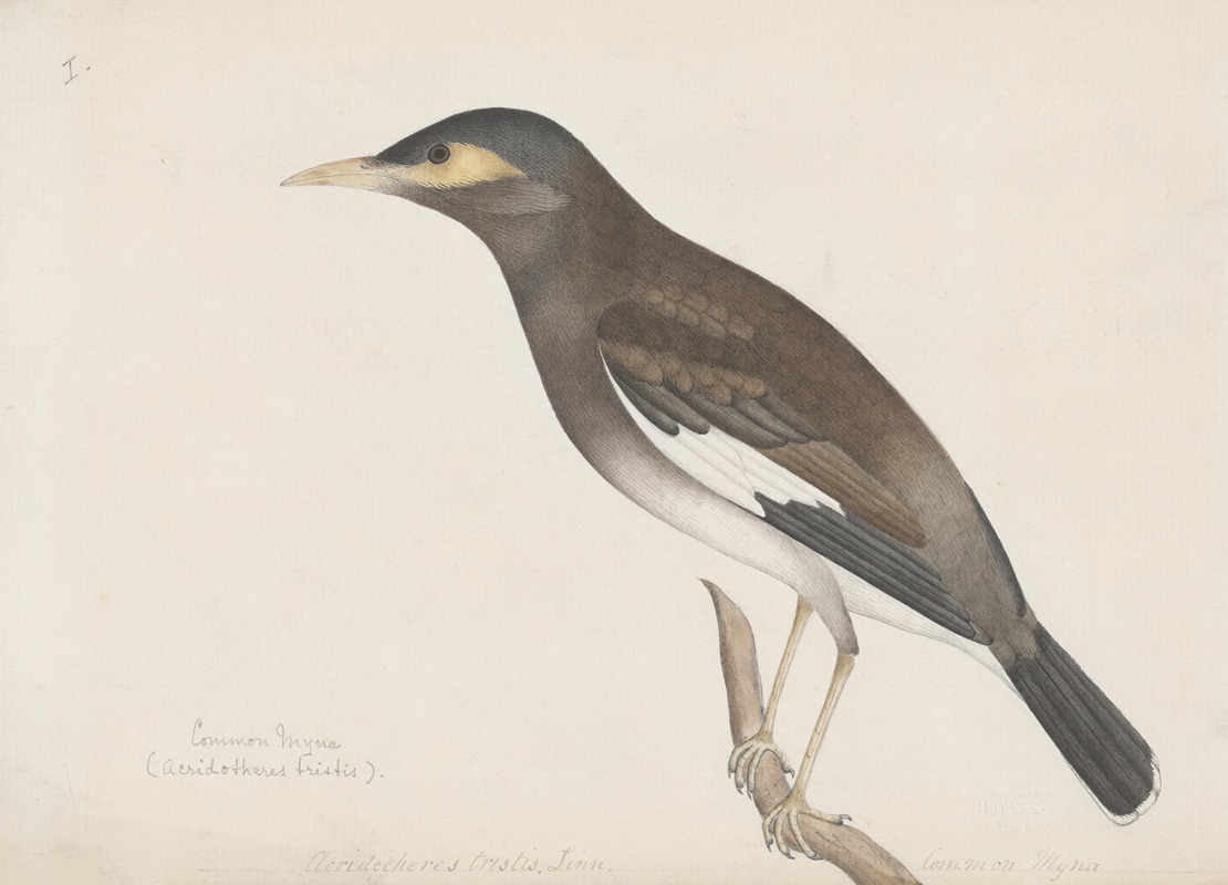 Indian birds Pl.01 by Аноним, 1900 — digital art print download