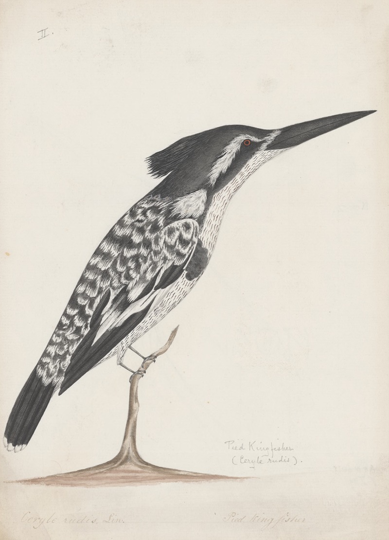 Indian birds Pl.02 by Аноним, 1900 — digital art print download