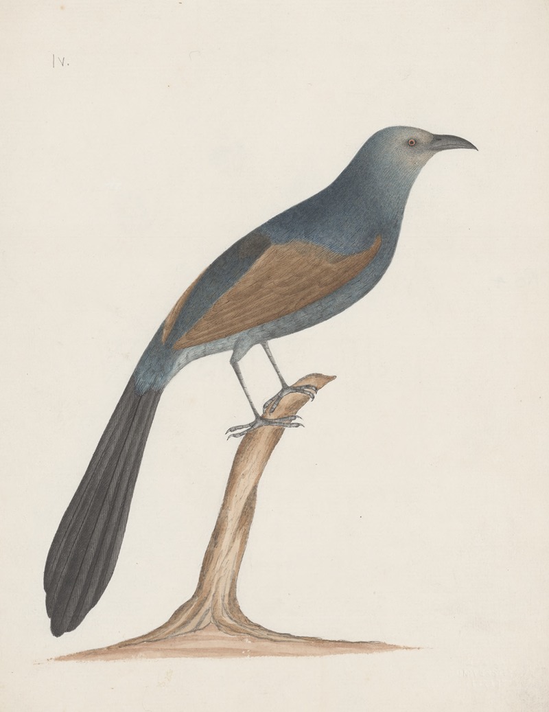 Indian birds Pl.04 by Аноним, 1900 — digital art print download
