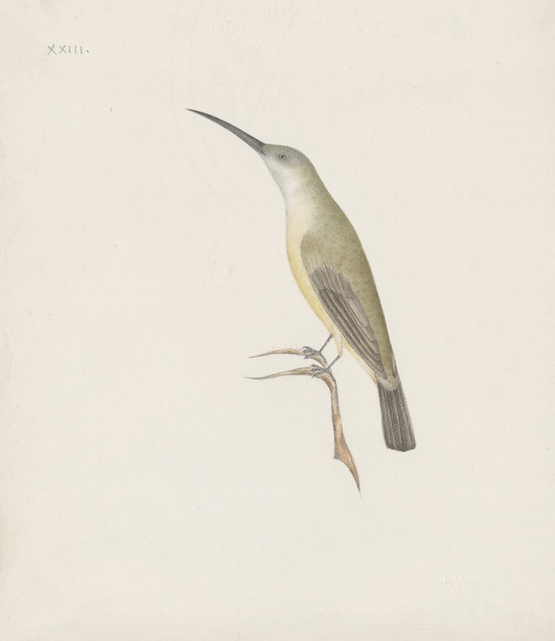 Indian birds Pl.08 by Аноним, 1900 — digital art print download