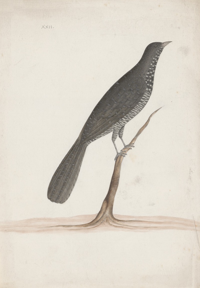 Indian birds Pl.09 by Аноним, 1900 — digital art print download