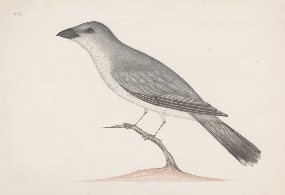 Indian birds Pl.15 by Аноним, 1900 — digital art print download