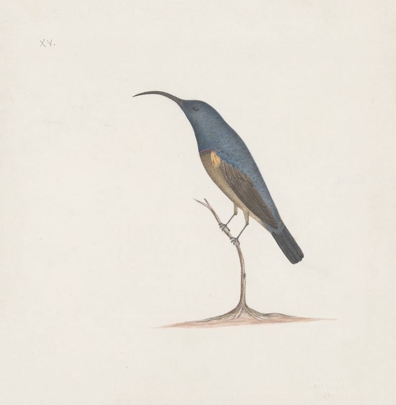 Indian birds Pl.16 by Аноним, 1900 — digital art print download