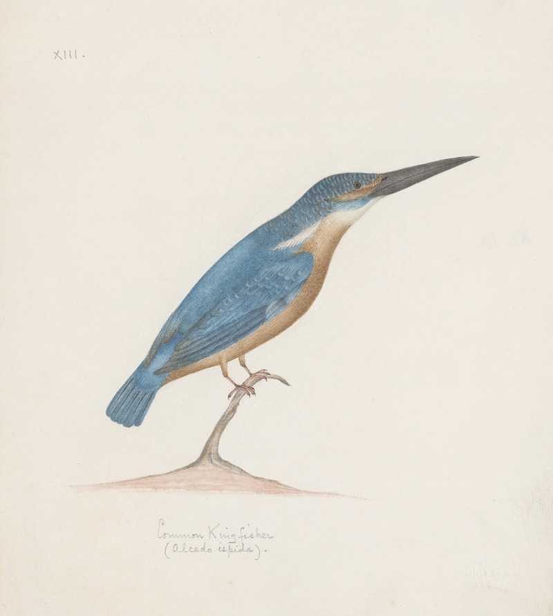 Indian birds Pl.18 by Аноним, 1900 — digital art print download