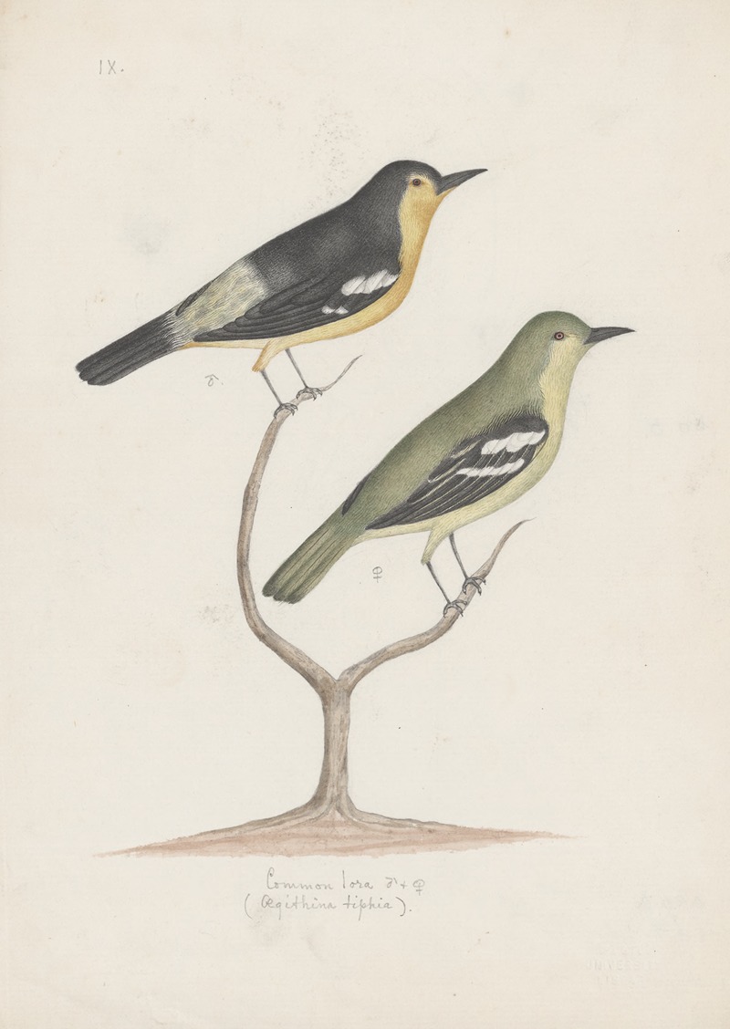 Indian birds Pl.22 by Аноним, 1900 — digital art print download