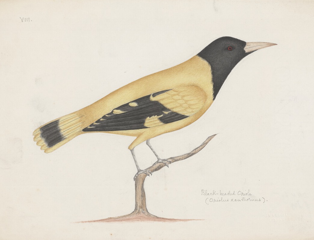 Indian birds Pl.23 by Аноним, 1900 — digital art print download