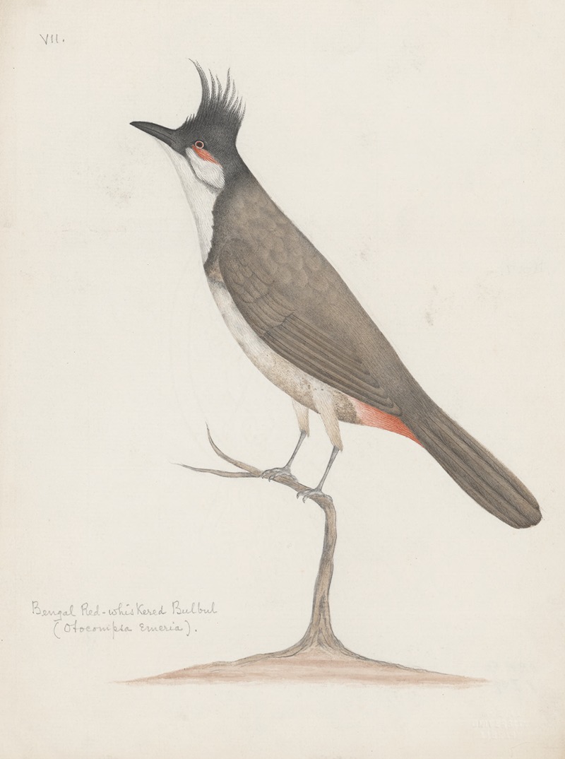 Indian birds Pl.24 by Anonymous, 1900 — digital art print download