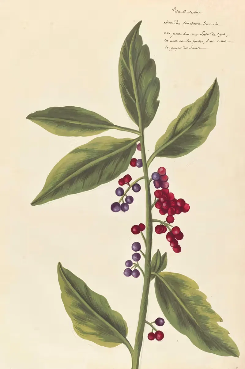 Plantes etrang par Aubriet Pl.031 — Claude Aubriet