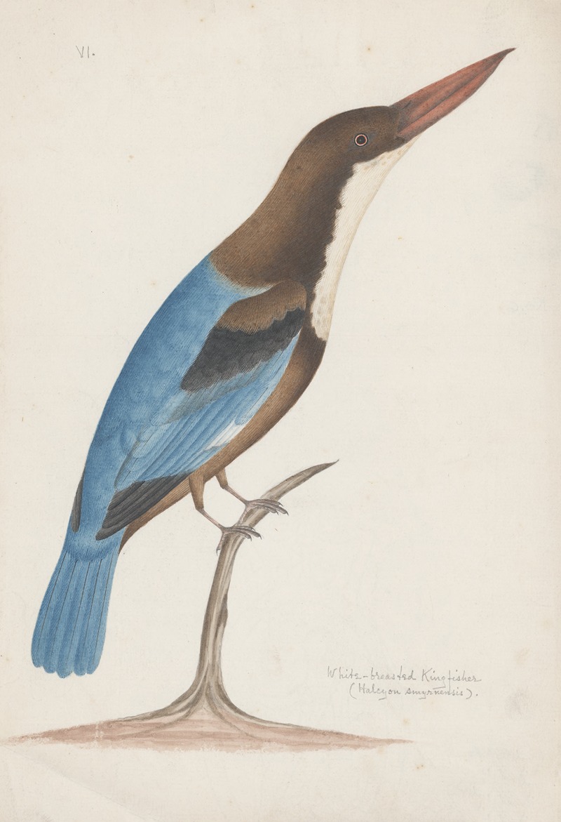 Indian birds Pl.25 by Аноним, 1900 — digital art print download