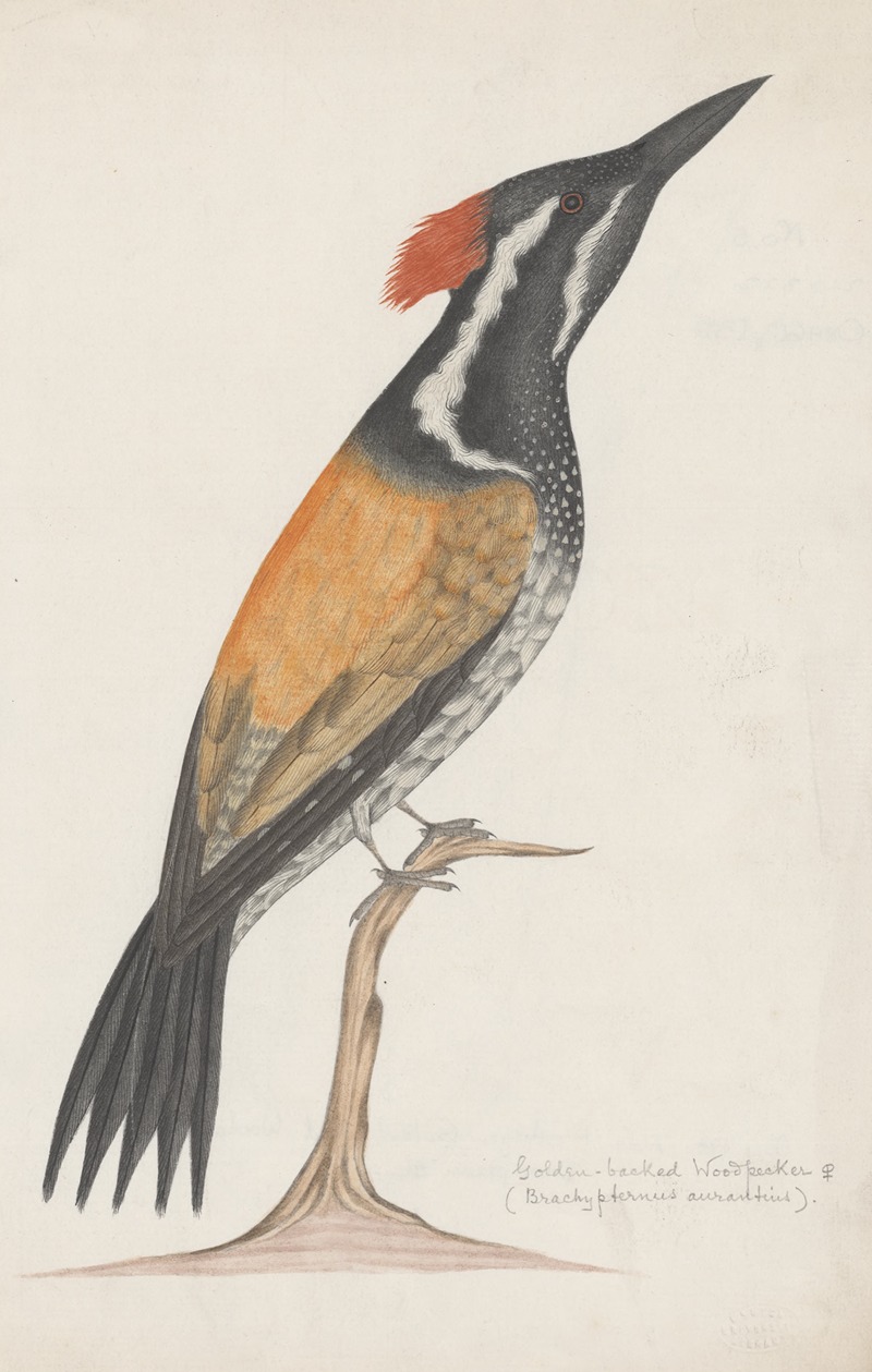 Indian birds Pl.26 by Аноним, 1900 — digital art print download