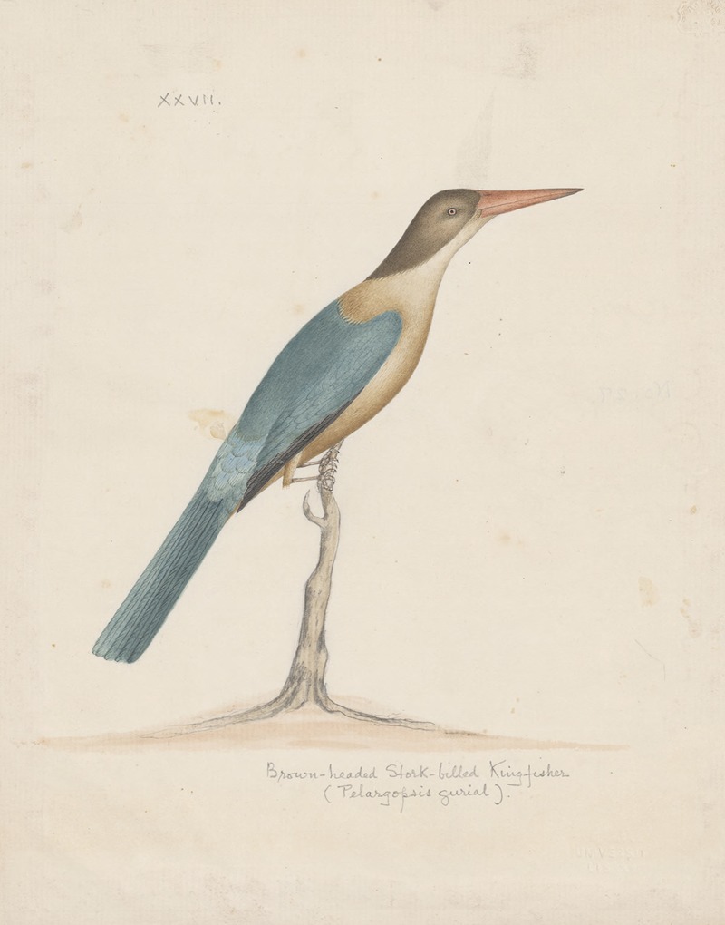 Indian birds Pl.27 by Аноним, 1900 — digital art print download