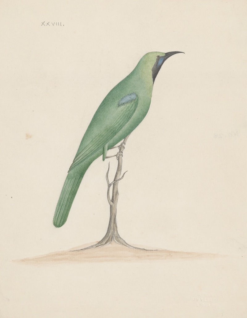 Indian birds Pl.28 by Аноним, 1900 — digital art print download