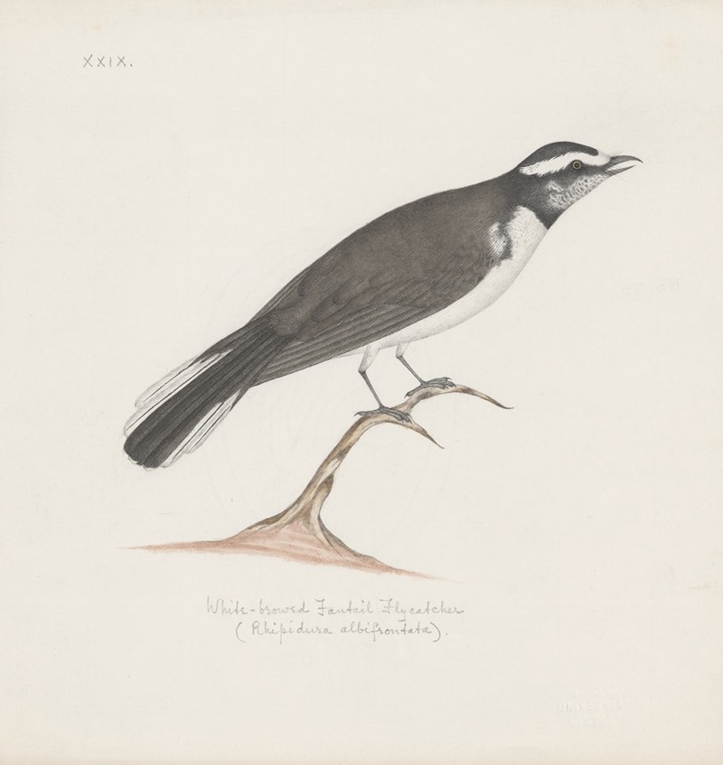 Indian birds Pl.29 by Аноним, 1900 — digital art print download