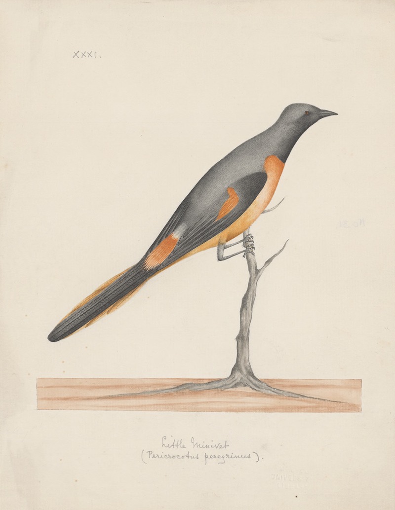Indian birds Pl.31 by Аноним, 1900 — digital art print download