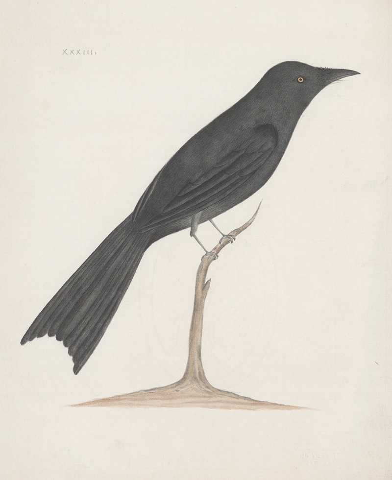 Indian birds Pl.33 by Аноним, 1900 — digital art print download