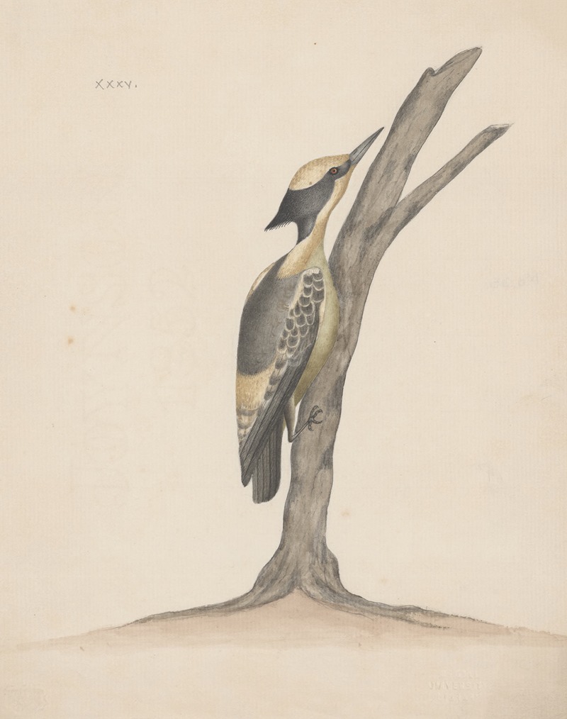 Indian birds Pl.35 by Аноним, 1900 — digital art print download