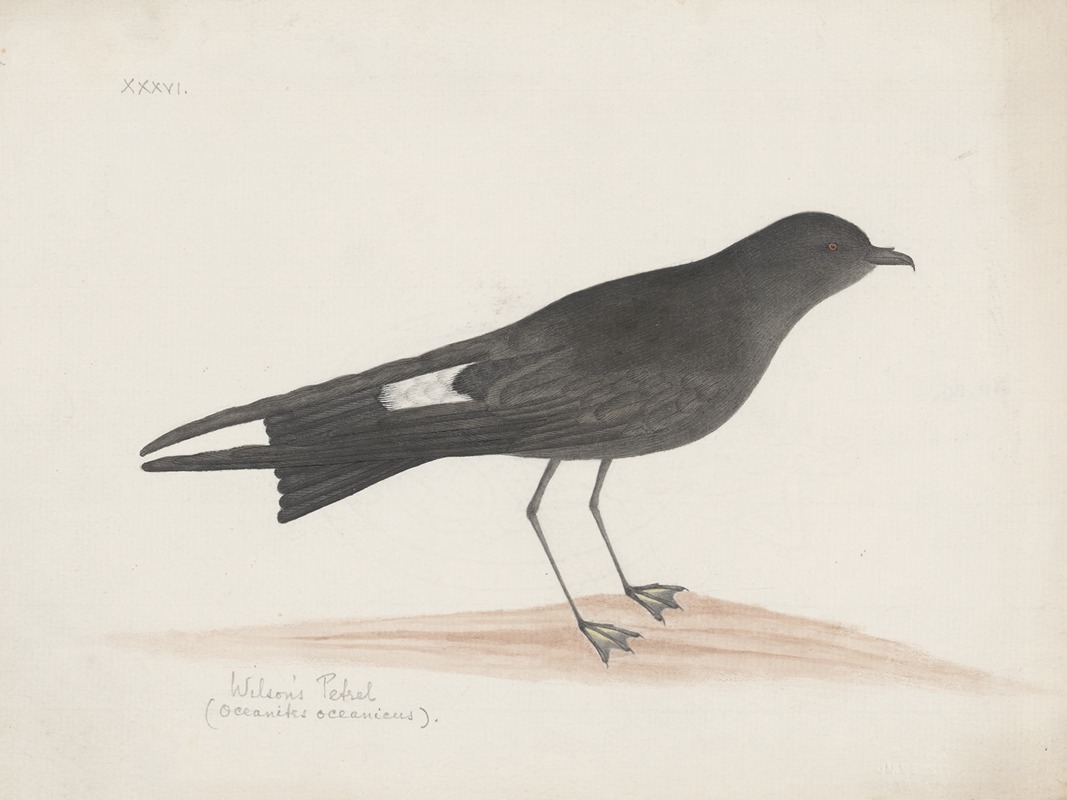 Indian birds Pl.36 by Аноним, 1900 — digital art print download