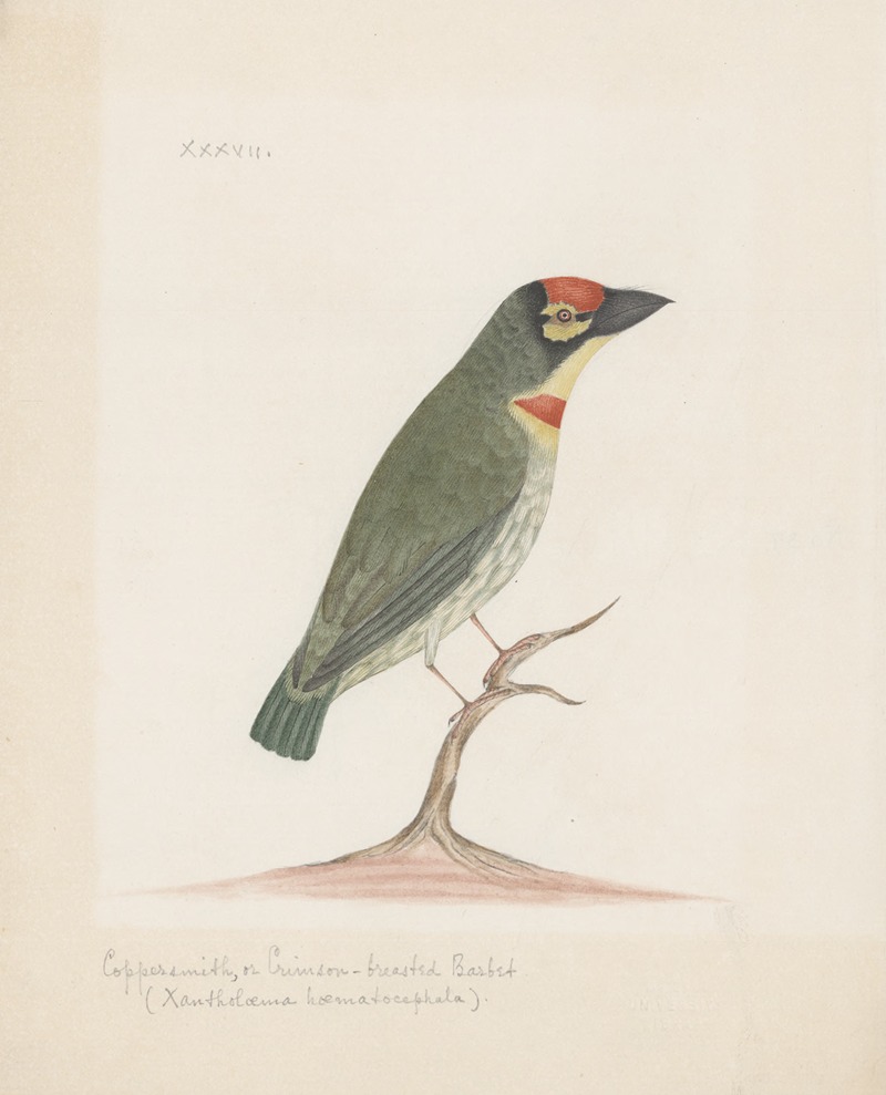 Indian birds Pl.37 by Аноним, 1900 — digital art print download