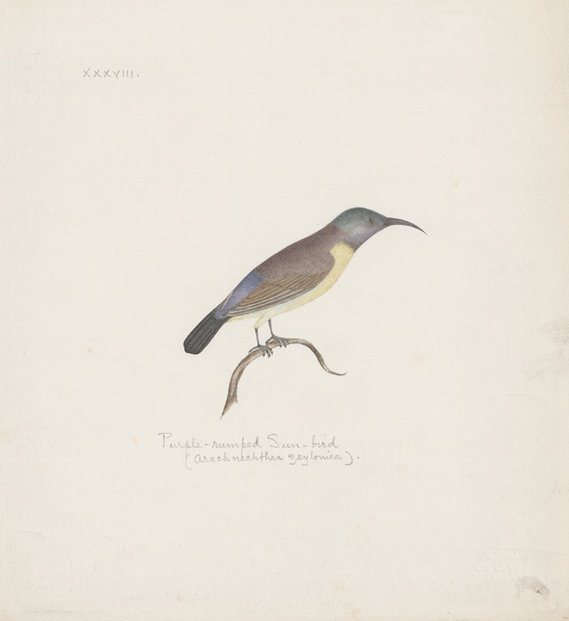 Indian birds Pl.38 by Аноним, 1900 — digital art print download