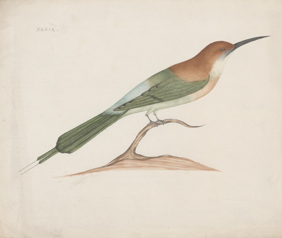 Indian birds Pl.39 by Аноним, 1900 — digital art print download