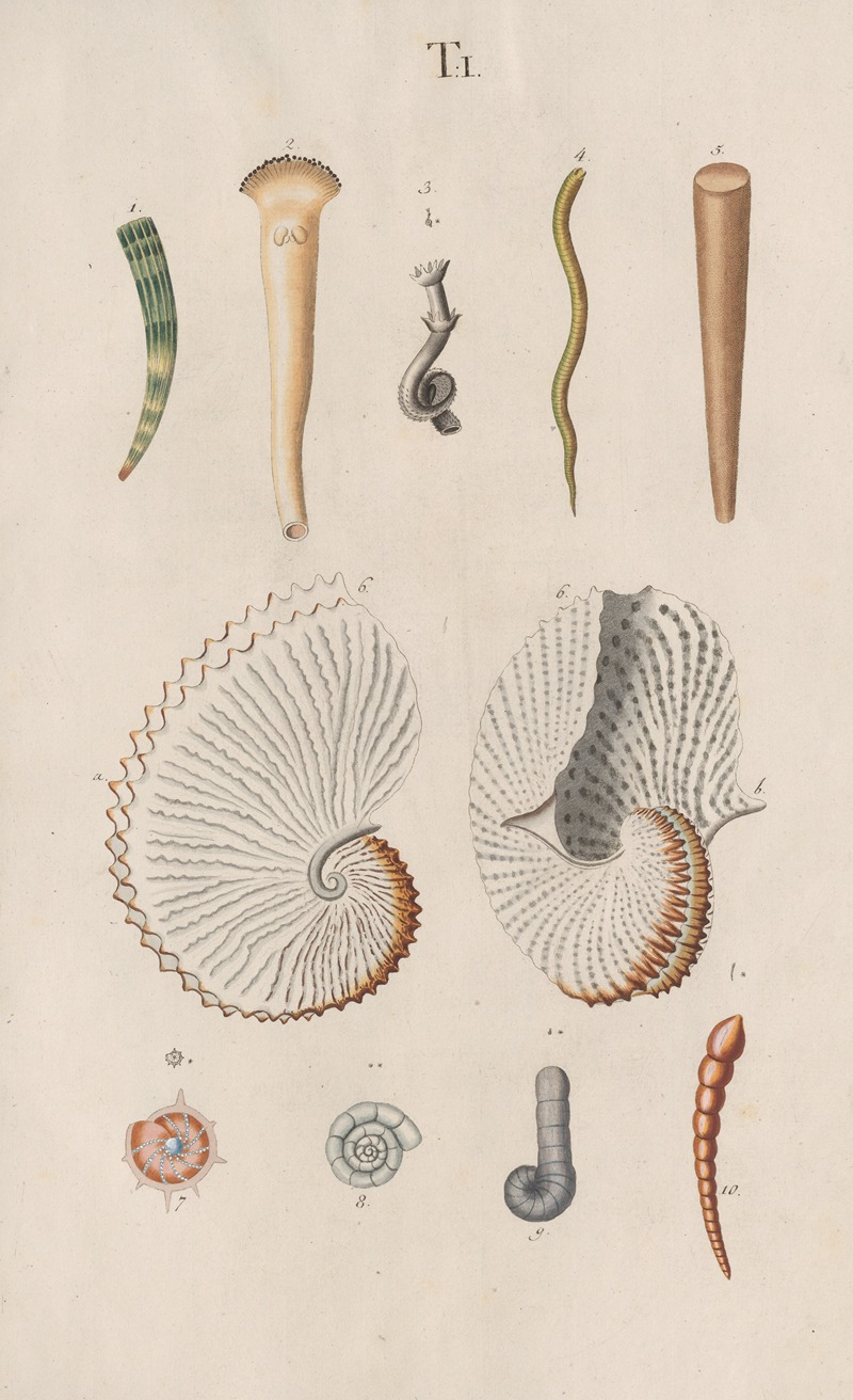 Prodromus in systema historicum testaceorum Pl.01 by Johann Nepomuk Spalowsky, 1795 — digital art print download