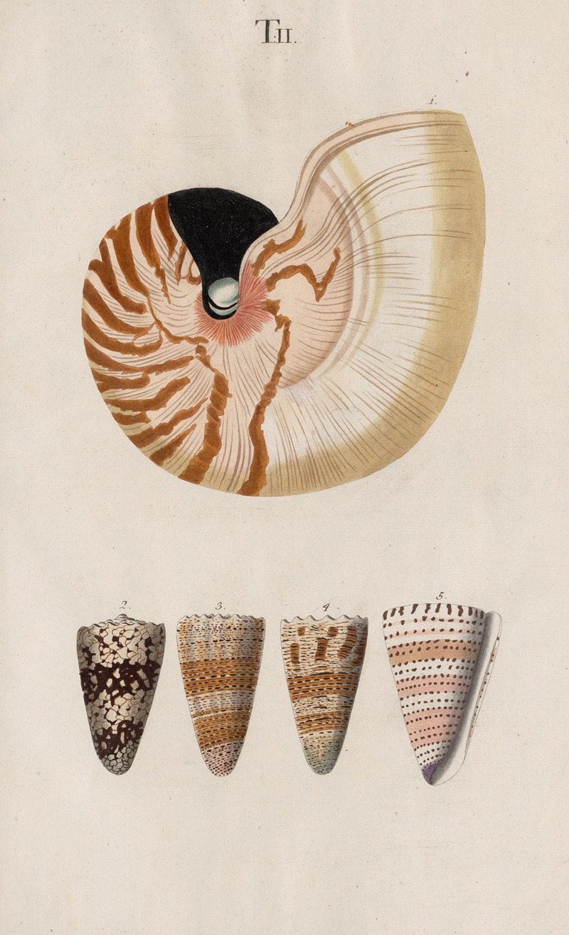 Prodromus in systema historicum testaceorum Pl.02 by Johann Nepomuk Spalowsky, 1795 — digital art print download
