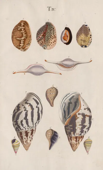 Prodromus in systema historicum testaceorum Pl.04 by Johann Nepomuk Spalowsky, 1795 — digital art print download