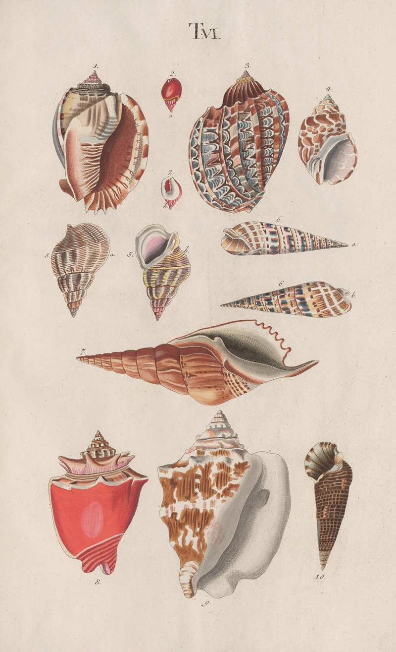 Prodromus in systema historicum testaceorum Pl.06 by Johann Nepomuk Spalowsky, 1795 — digital art print download