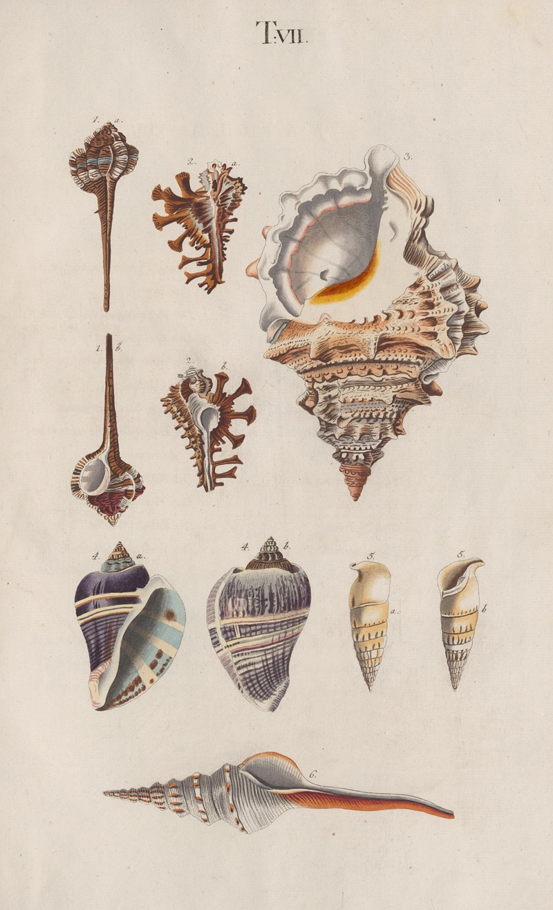 Prodromus in systema historicum testaceorum Pl.07 by Johann Nepomuk Spalowsky, 1795 — digital art print download