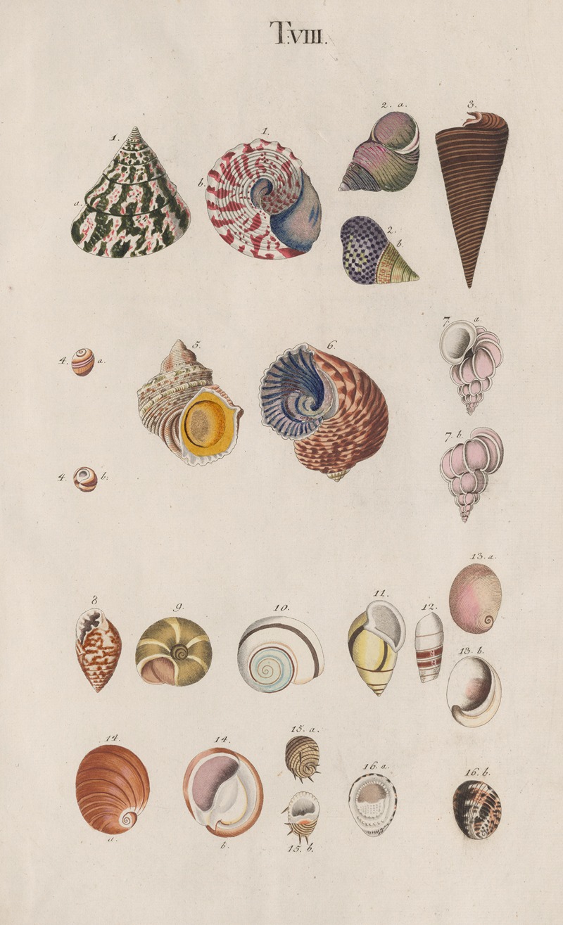 Prodromus in systema historicum testaceorum Pl.08 by Johann Nepomuk Spalowsky, 1795 — digital art print download