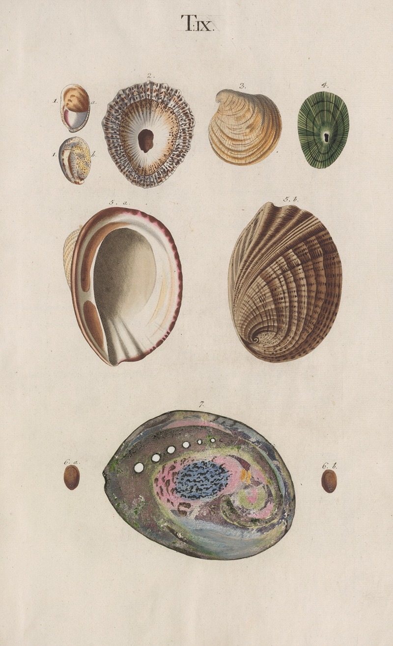 Prodromus in systema historicum testaceorum Pl.09 by Johann Nepomuk Spalowsky, 1795 — digital art print download